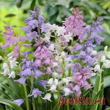 Buy your Hyacinthoides hispanica cheap online at Bulbsdirect - Free delivery
