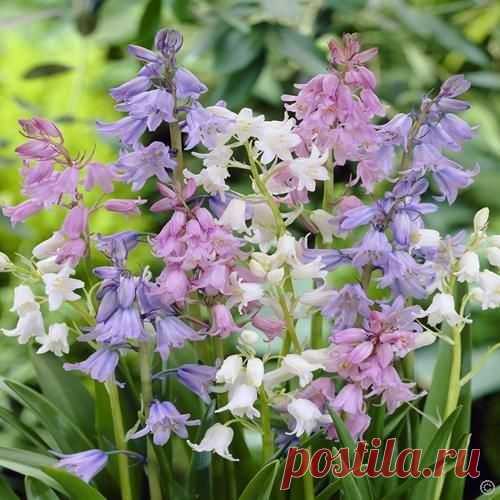 Buy your Hyacinthoides hispanica cheap online at Bulbsdirect - Free delivery