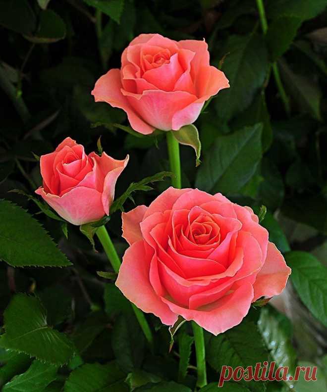 Источают розы, в дивном цвете,
Аромат божественный в саду,
А заря лениво, на рассвете,
Их уста лобзает на виду.

Чудный запах в зарослях кочуя,
Над красой пленительно кружит.
Стайка пчёл нектар желанный чуя,
Над цветами радостно жужжит.

Добрый день Друзья!!!