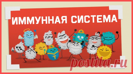 Edu: Как работает иммунная система человека Поддержать канал: https://goo.gl/QQ8oDuOriginal Video: https://goo.gl/zYUpaJГруппа в Вконтакте: https://goo.gl/G3VYie