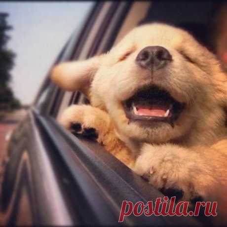 Позитивные собачки / Питомцы