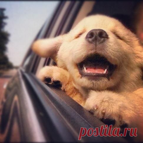 Позитивные собачки / Питомцы