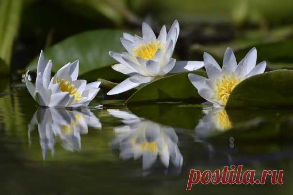 Кувшинка белая (также известная как водяная лилия или нимфея белая), запечатлённая на ерике Щучий Приволжского района (Астраханская область). Снимала Алёны Рыжова: nat-geo.ru/community/user/46736