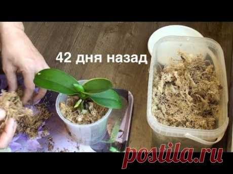 корни орхидеи нарастить ЛЕГКО за 2,5 месяца в мох + керамзит