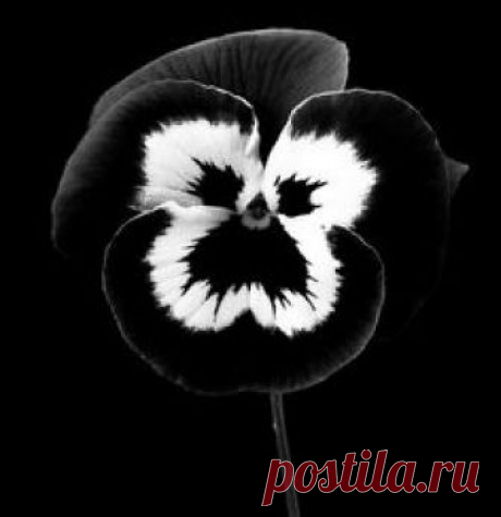 Il colore e' poesia dell'anima