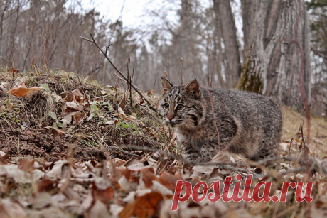Young Hunter | Young bobcat Taken at Minnesota Wildlife Conn… | Flickr