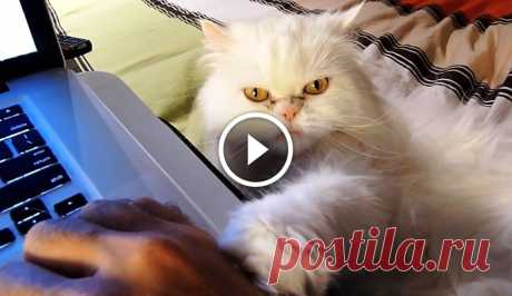 Cute Cats Demanding Attention Compilation