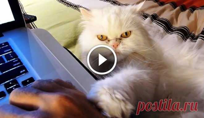 Cute Cats Demanding Attention Compilation