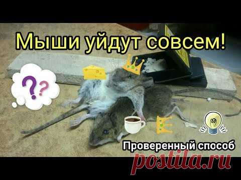 Мыши уйдут сами! Проверенный способ.