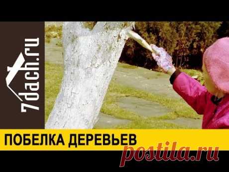 Осенняя и весенняя побелка деревьев - 7 дач