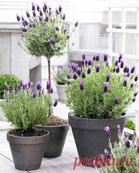 French Lavender