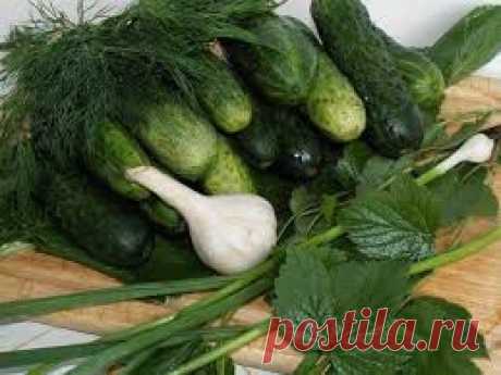 Огурец хрустящий — делаем вкусные заготовки на зиму
