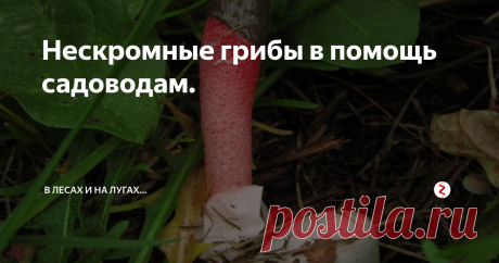 Нескромные грибы в помощь садоводам. Такая встреча обычно ни кого не оставляет равнодушным, хотя взять в руки это смердящее нечто мало кто решится