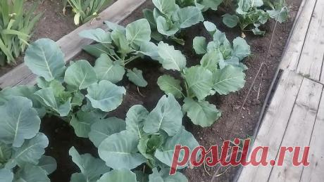 СУПЕР СРЕДСТВО ДЛЯ КАПУСТЫ ОТ ВРЕДИТЕЛЕЙ