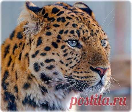 ЛЕОПАРД