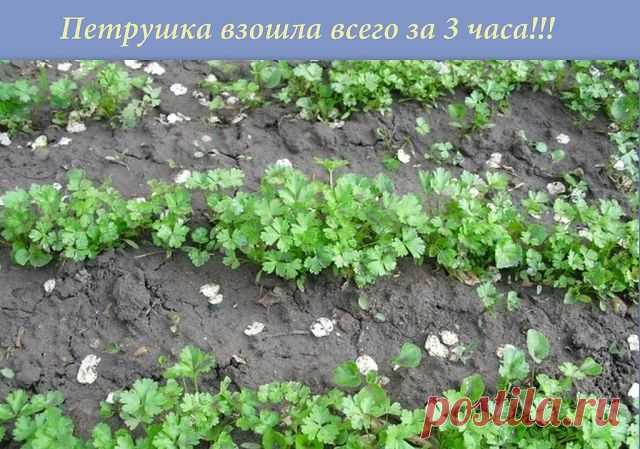 ПЕТРУШКА ВСХОДИТ ЗА 3 ЧАСА !!!