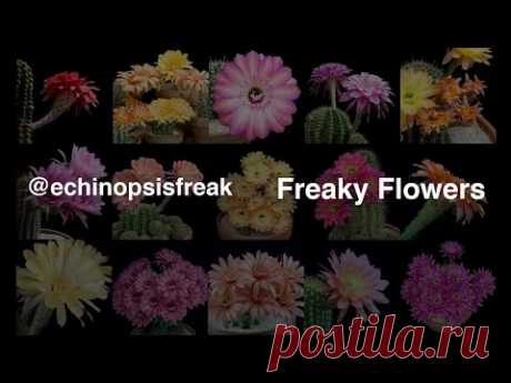 Freaky Flowers - Echinopsis Cacti in Bloom