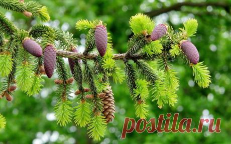4 ошибки при посадке хвойных растений! » Женский Мир