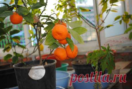 МАНДАРИН японский  « Кавана Васэ». (Citrus unshinu “Kavana Vase.”) Уход как за лимоном. Карликовый. Плоды – чуть меньше, обычного мандарина, но вкус такой же, сладкий. Цена 1саженца – 900 руб. (в контейнере). Вышлю каталог растений. Пишите на kippiep@mail.ru