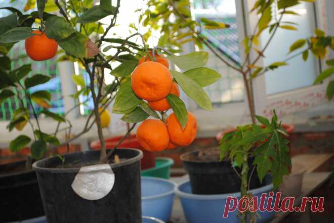 МАНДАРИН японский  « Кавана Васэ». (Citrus unshinu “Kavana Vase.”) Уход как за лимоном. Карликовый. Плоды – чуть меньше, обычного мандарина, но вкус такой же, сладкий. Цена 1саженца – 900 руб. (в контейнере). Вышлю каталог растений. Пишите на kippiep@mail.ru