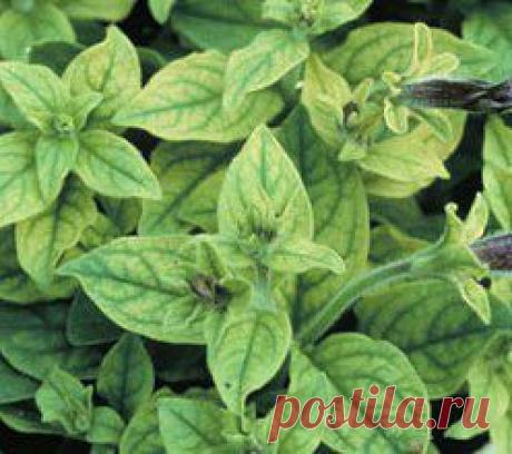 Как приготовить хелат железа в домашних условиях..