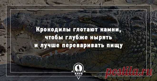 Факты о животных.