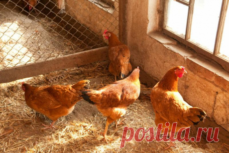 Корма для кур-несушек собственного приготовления
На рынке продукции для животноводства сейчас представлено огромное количество марок птичьего комбикорма....
Читай дальше на сайте. Жми подробнее ➡