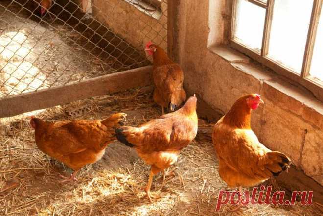 Корма для кур-несушек собственного приготовления
На рынке продукции для животноводства сейчас представлено огромное количество марок птичьего комбикорма....
Читай дальше на сайте. Жми подробнее ➡