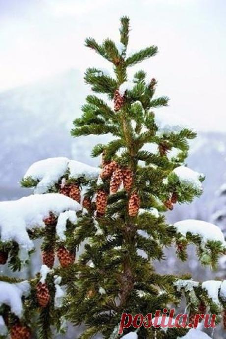 Комментарии к теме