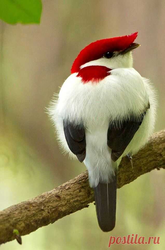 хх