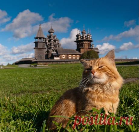 22 великолепные фотографии котов и достопримечательностей мира