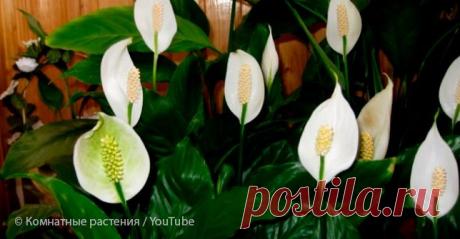 Как ухаживать за «женским счастьем», чтобы оно регулярно пышно цвело