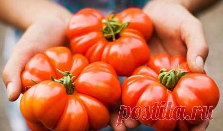 Выбираем лучшие сорта помидор: какие сорта помидоров самые вкусные и урожайные. | Красивый Дом и Сад