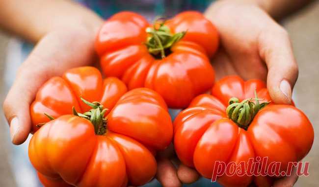 Выбираем лучшие сорта помидор: какие сорта помидоров самые вкусные и урожайные. | Красивый Дом и Сад