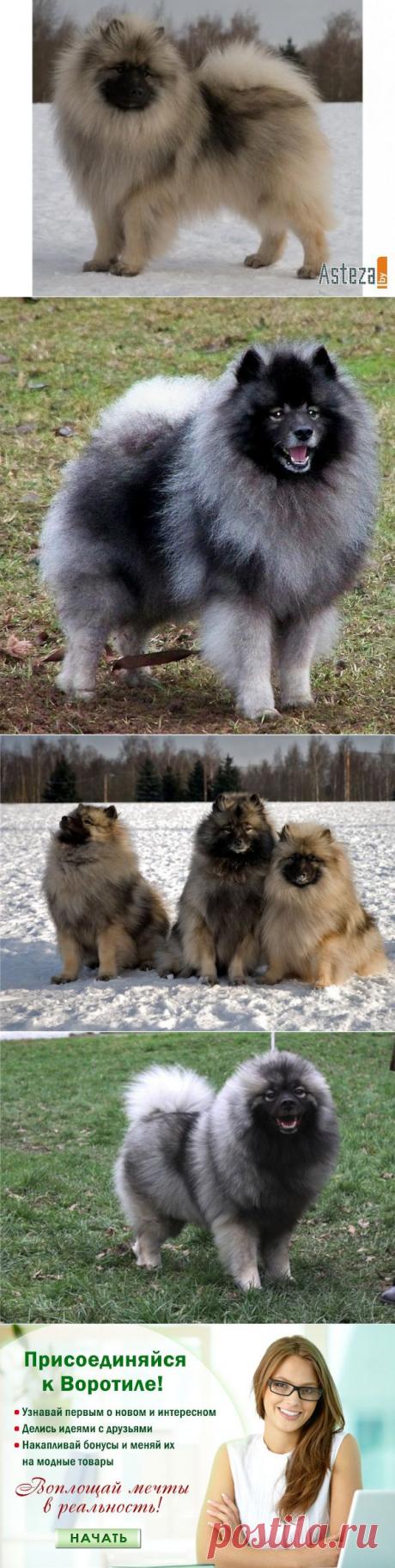 Порода кеесхонд (вольфшпиц) — Воротила