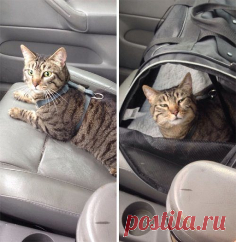 Кошки, которые достойны Оскара за артистичность / Питомцы