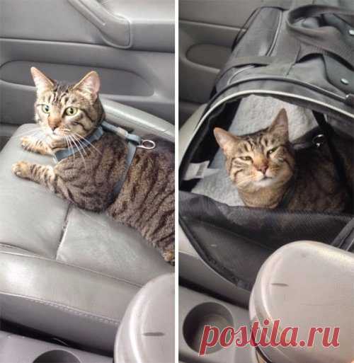 Кошки, которые достойны Оскара за артистичность / Питомцы