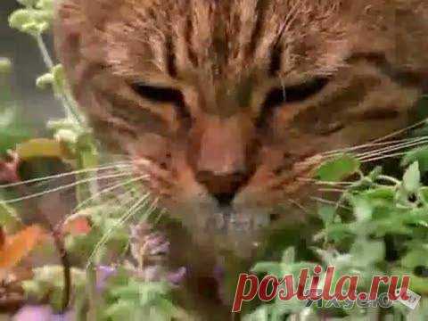 мяты коты: 3 тыс изображений найдено в Яндекс.Картинках