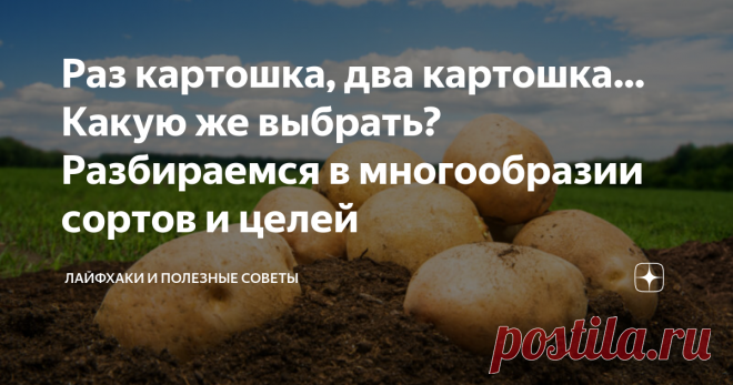 Раз картошка, два картошка… Какую же выбрать? Разбираемся в многообразии сортов и целей Картофель в нашей стране по праву считается “вторым хлебом”. Действительно, мы едим блюда из картошки практически каждый день, варим ее, жарим, запекаем, кладем в первые блюда и не устаем экспериментировать с этим удивительным ингредиентом.