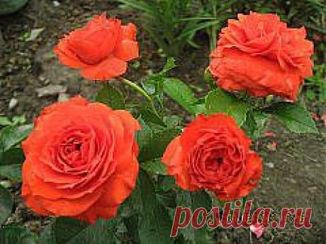 розы | 6 соток