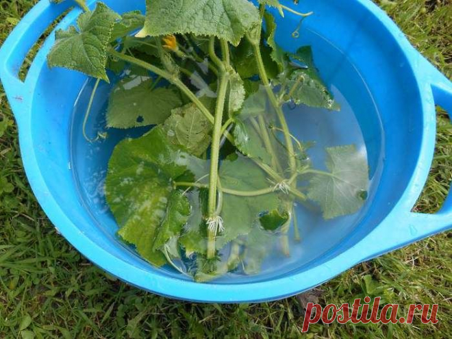 Начеренковала... огурцы (спасибо автору)