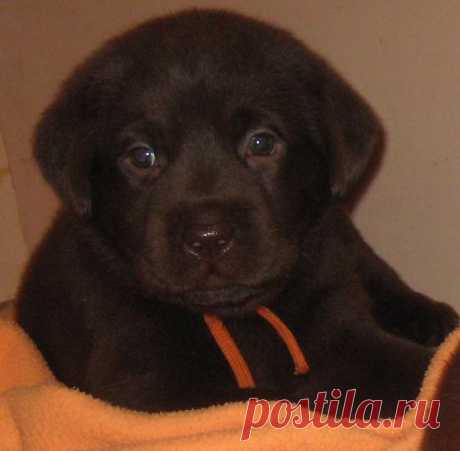 Новогодний подарок (Ольга Черниенко) / Проза.ру