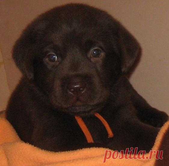 Новогодний подарок (Ольга Черниенко) / Проза.ру