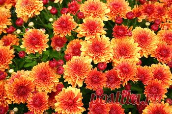 Хризантемы - Выращивание Хризантем - Уход и пересадка Хризантемы -