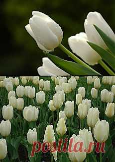 тюльпаны