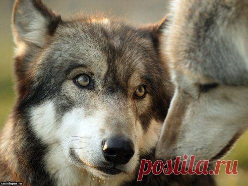 Такой взгляд...