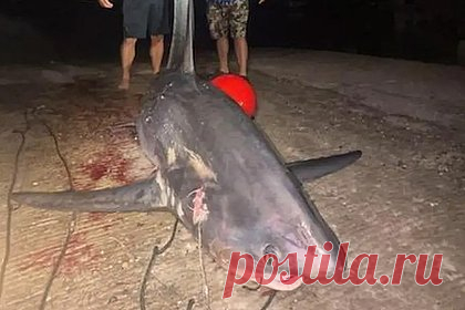 Рыбак семь часов сражался с 317-килограммовой акулой и побил 19-летний рекорд