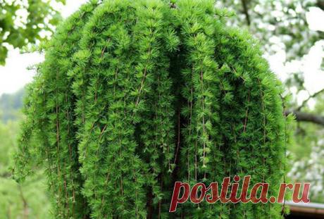 Хвойники | 6 соток