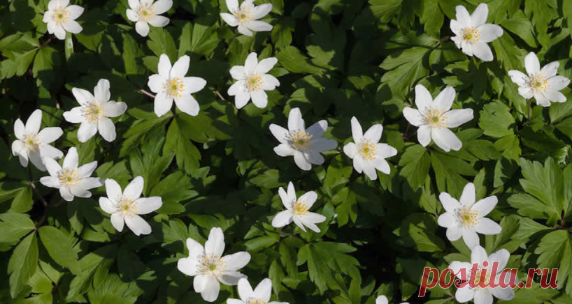 Anemone nemorosa - Интернет-магазин семян 