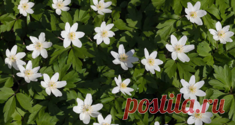 Anemone nemorosa - Интернет-магазин семян "Каудекс" - Адениум в Самаре